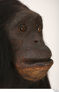 Chimpanzee Bonobo eye face mouth nose 0004.jpg